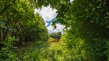 Home to water birds like the little grebe, kingfishers, dragonflies and a range of amphibians, T · HABITAT is a reinstated sanctuary surrounded by naturalistic plantings. This piece of wetland reserves spaces for wildlife and mitigates the impact of the development.